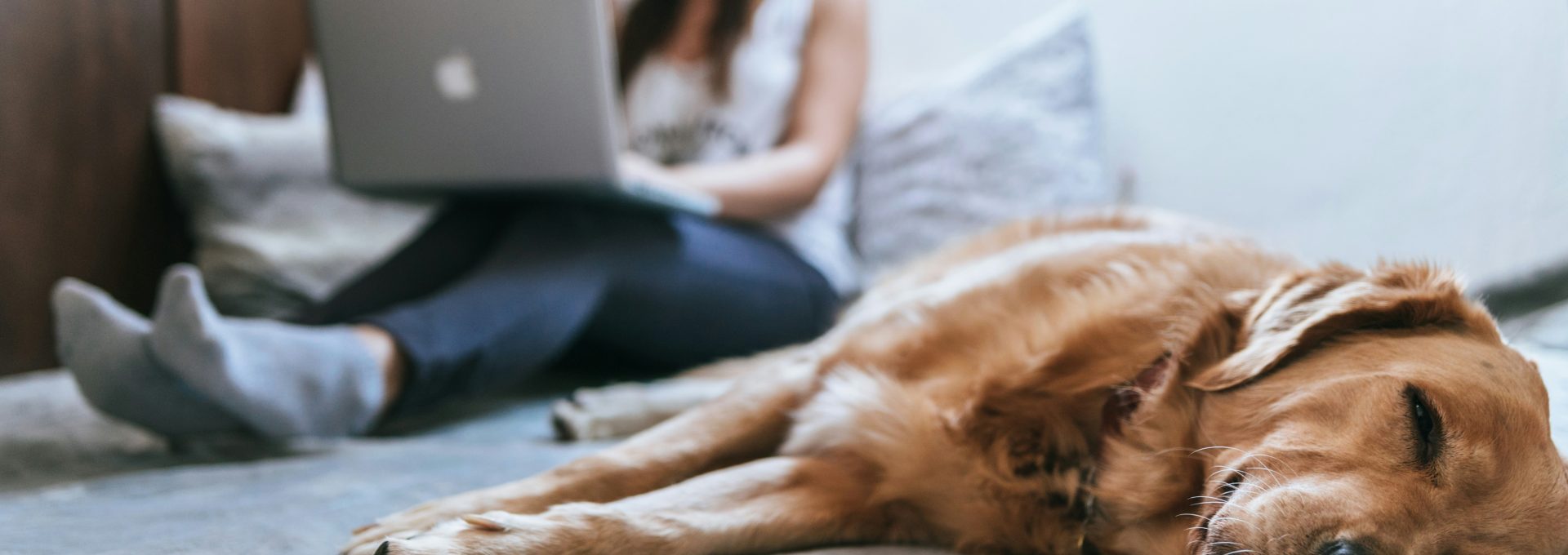 Golden Retriever lying on bed