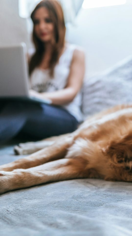 Golden Retriever lying on bed